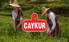 ÇAYKUR Durmuyor, Fabrikalar Tam Kapasite Çay Alımında!
