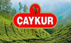 ÇAYKUR, Yaş Çay Alımında Kapasitenin % 35 Üzerine Çıktı, Limitli Alıma Geçti