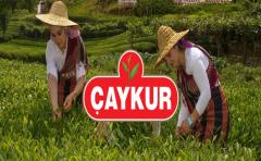 ÇAYKUR Durmuyor, Fabrikalar Tam Kapasite Çay Alımında!
