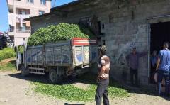 ÇAYKUR Alım Yerlerinde ''Yabancı İşçi'' İddiası: Kalkandere’de Tansiyon Yüksek!